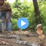 Snake Safety Farmers