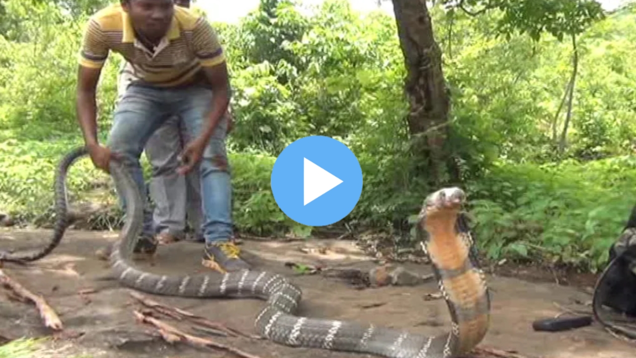 Snake Safety Farmers